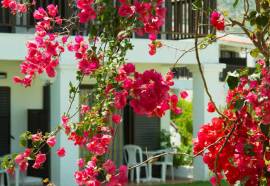 Golden Coast Hotel & Bungalows