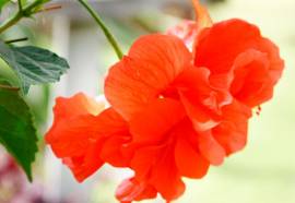 Baan Saen Sook Villas