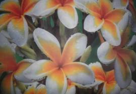 Sansuko Ville Bungalow Resort