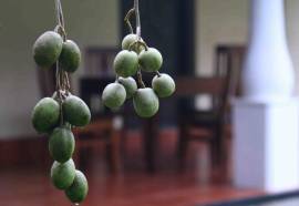 Unawatuna Villa Orchid