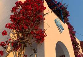 Pelagos Studios