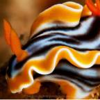 Горящие туры в Бали Индонезию для 2 взрослых на 11 дней 2026 - Baliku Dive Resort