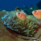 Премиальные горящие туры в Бали Индонезию для 2 взрослых на 12 дней 2026 - Alami Resort and Restaurant