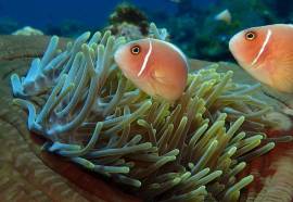 Alami Resort and Restaurant