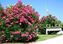 La Pigna