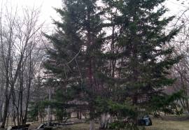 Три Медведя