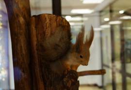 Яхонты заповедник Таруса